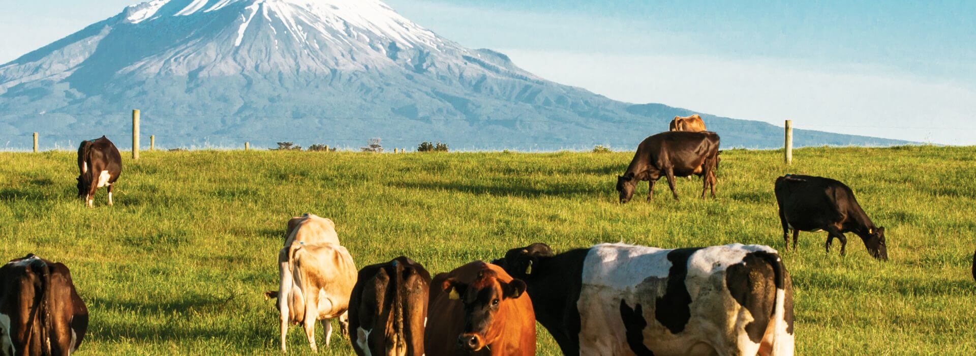 NZ Cattle